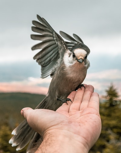 灰色的鸟栖息在人的手上